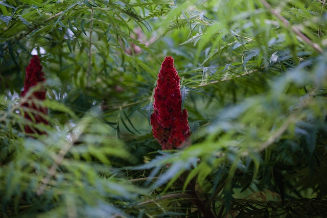 Le sumac, une épice citronnée aux multiples bienfaits !